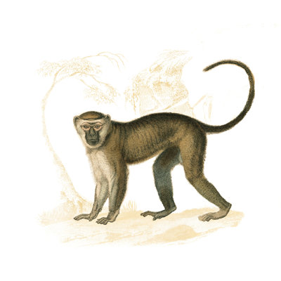 " Golden Monkey " Painting Print