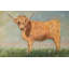 " Daisy The Highland Cow "