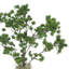 Pin Ming dans un vase Fiberstone-330234491