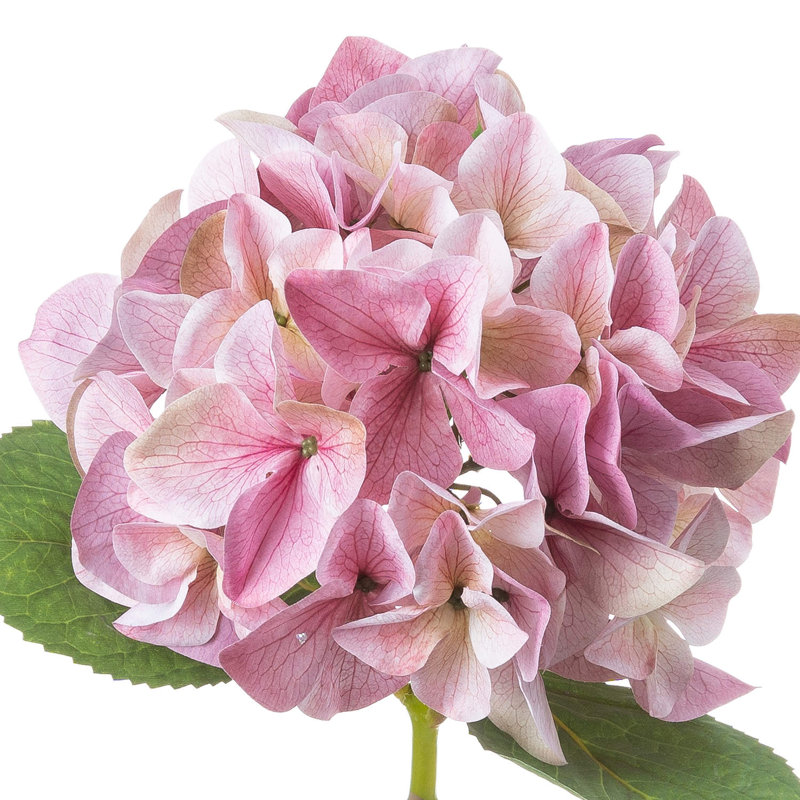 Anastasija Arrangement, 50 cm H x 30 cm W x 30 cm D, Pink