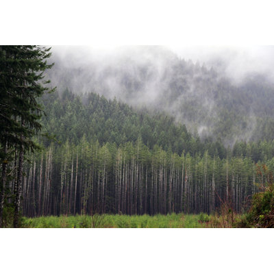 Forest by Emily Norton