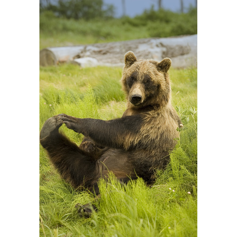 Exercising by Sierra58 - Wrapped Canvas Print, 30cm H x 20cm W x 3.8cm D