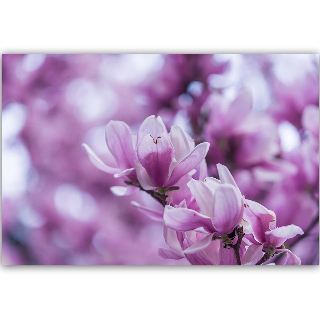 Leinwandbild Magnolia Flowers