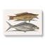 Hig Fish And Shad Fish by Mark Catesby - Wrapped Canvas Print-55313517