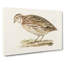 Common Quail by Von Wright - Wrapped Canvas-55371222
