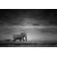 Faune «Elephant» par Parvez Taj-14233164-24267814