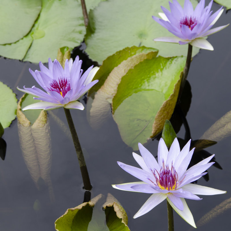 Water Lily Flowers IV by Laura DeNardo - Wrapped Canvas Print, 51cm H x 51cm W