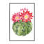 « cactus fleuri iii » par grace-pop, reproduction d’art-49904737-53128419