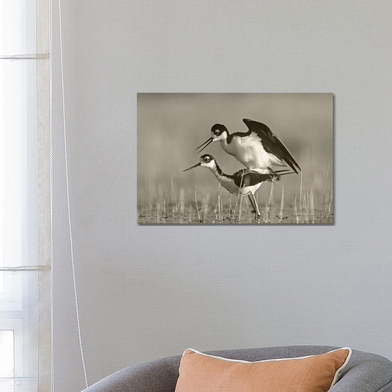 Black-necked Stilts Mating by Tim Fitzharris - Gallery-Wrapped Canvas Giclée on Canvas, 66.04 cm H x 45.72 cm W x 1.91 cm D