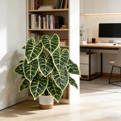 2FT Artificial Alocasia Plant in Plastic Pot, Lifelike Faux Calathea Begonia Tropical Fake Plant,Large Greenery for Home Office Living Room Bathroom Floor Decor