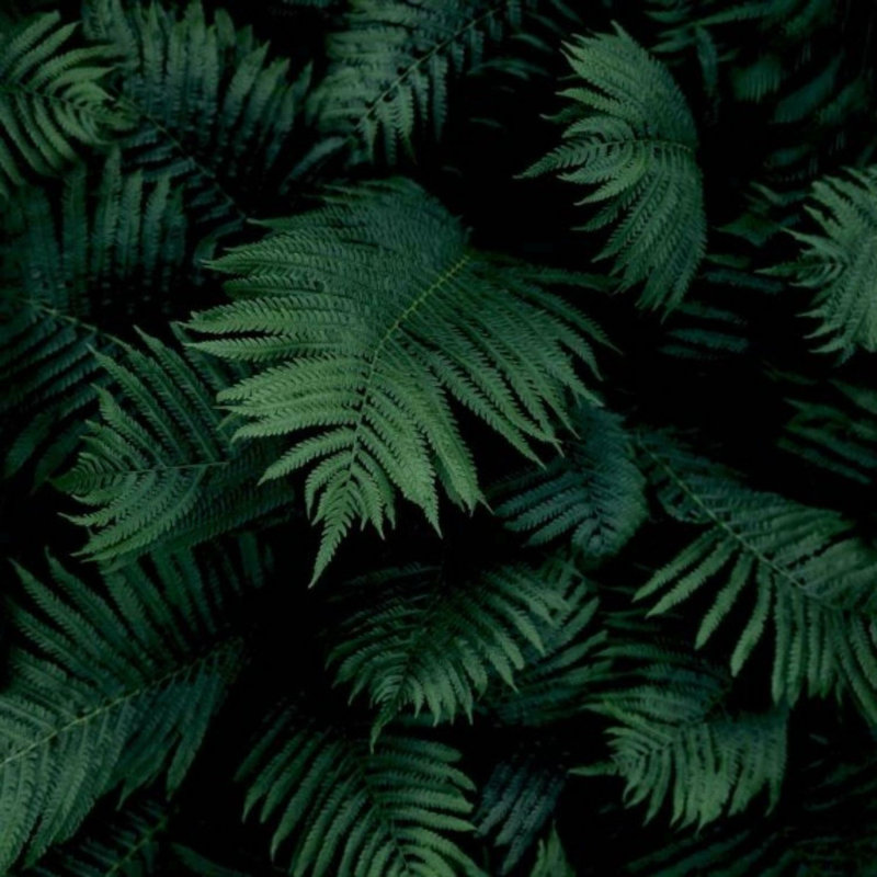  Tropical Jungle Fern Leaves Black Green Mural Realistic Photo Wallpaper