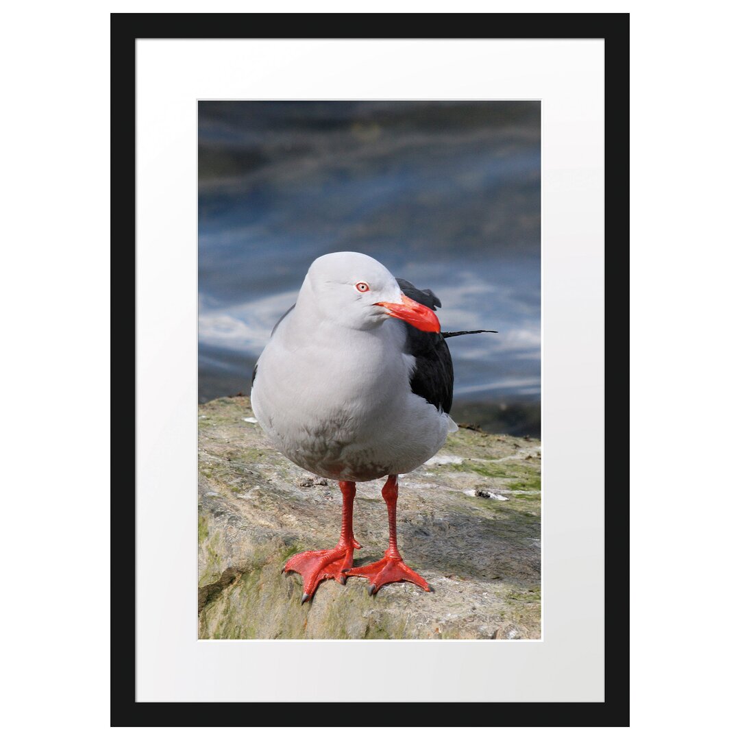 Kleine Möwe auf einem Felsen" Gerahmtes Fotoposter