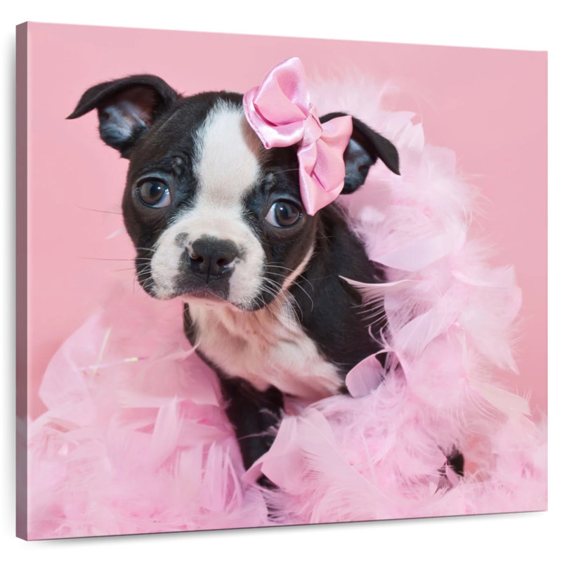 Crowle Sassy Boston Terrier
