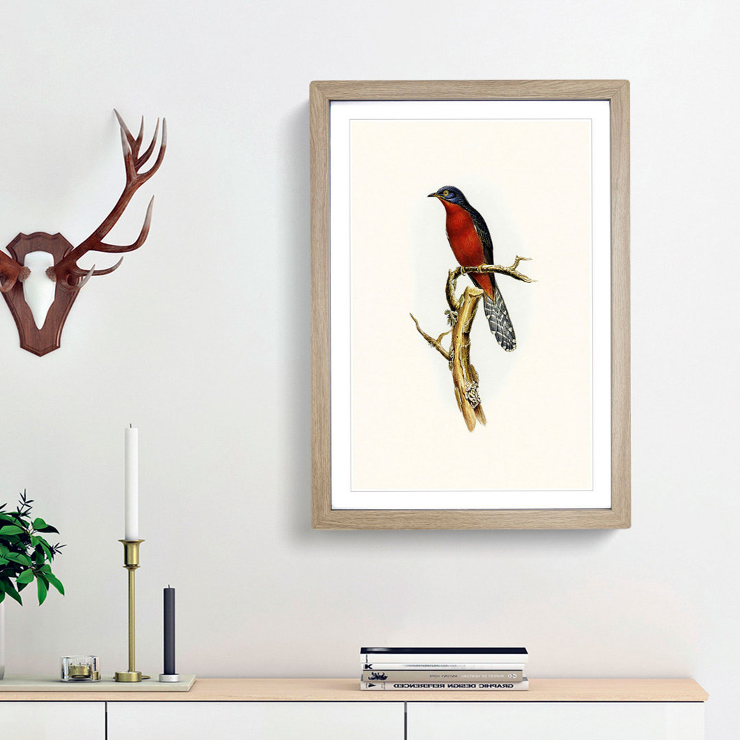 Chestnut-breasted Cuckoo by Elizabeth Gould - Picture Frame Painting Print