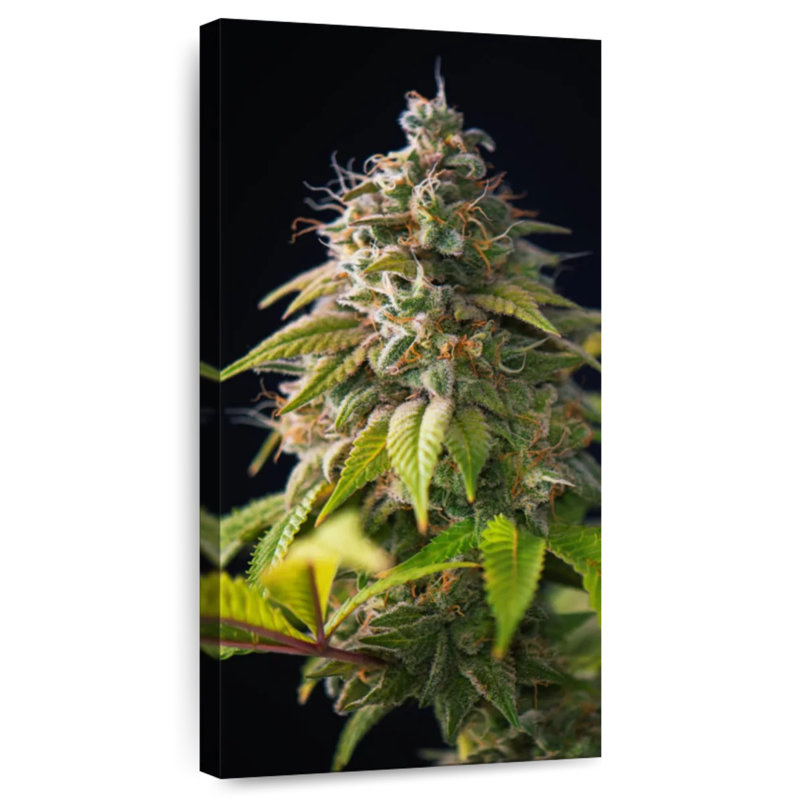 Bourgeons de marihuana, H 24 po x l 12 po