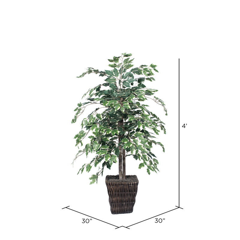 4' Artificial Variegated Ficus Bush, Square Willow Basket