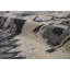 Wool Ikat Area Rug