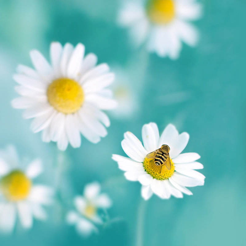 «Chamomiles Light» par Eaniton - photographie sur toile tendue, H 12 po x l 12 po, Bleu/jaune