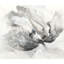Silvered Flora Print by Jennifer Hollack Raboin-39774224-39774225