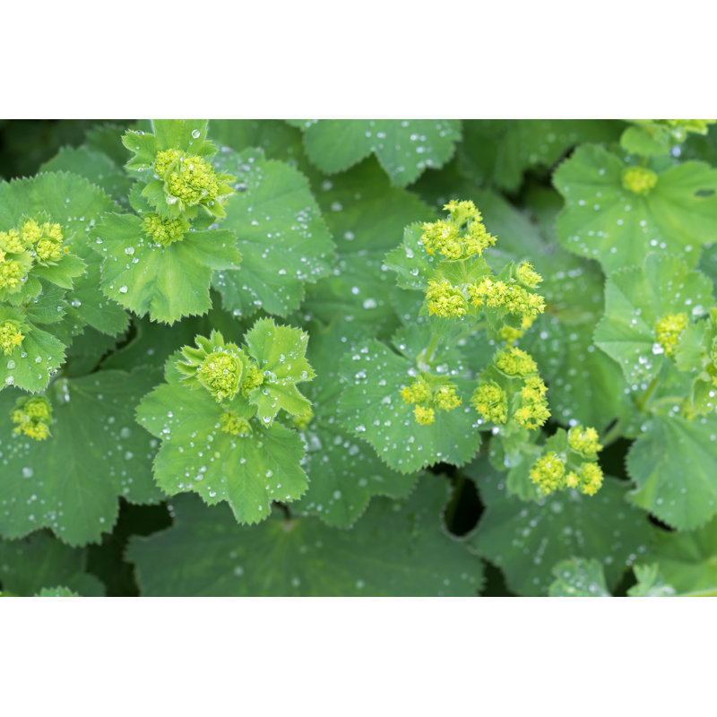 Lady's Mantle Leaves, Yellow Flower Buds With Drops Of Water by Sasimoto - Wrapped Canvas Print, 51cm H x 76cm W