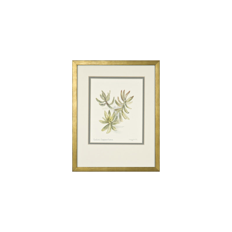 «Sedum Coppertone» par Daughdrill - peinture encadrée