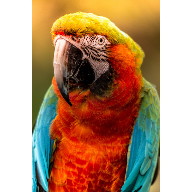 «Mahesh Colorful Parrot in the Evening Sun», reproduction de photo sur toile tendue, H 24 po x l 16 po x P 1,5 po