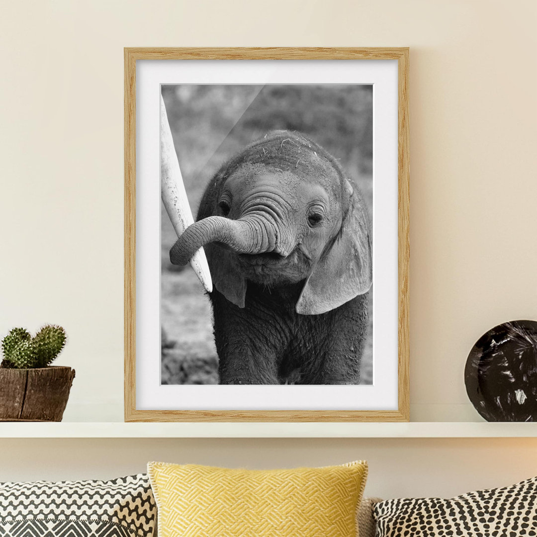 Gerahmtes Poster Baby Elephant