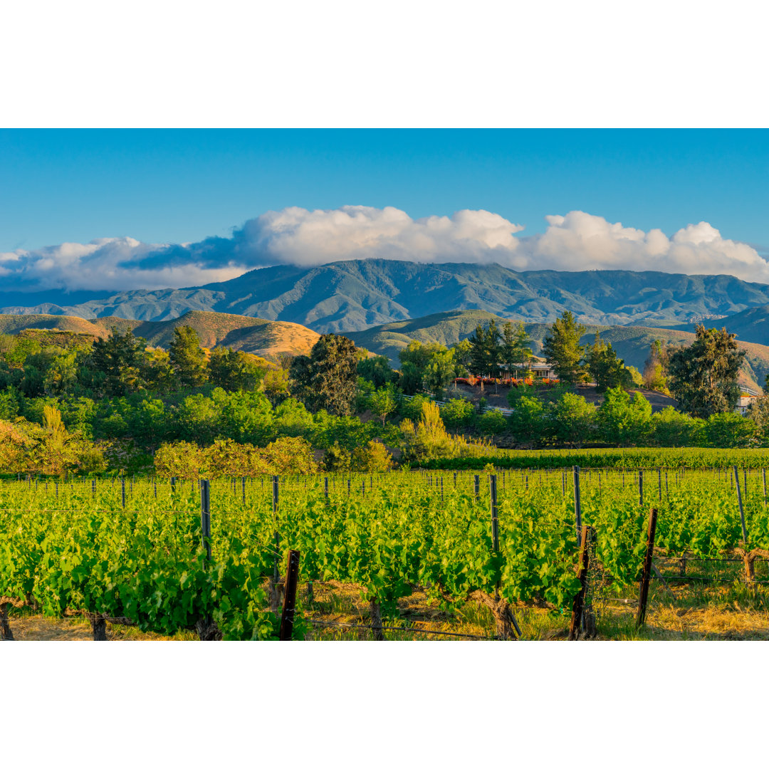 California Vineyard von Ron und Patty Thomas - Leinwandbild auf Leinwand