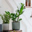 Lisbon Indoor Ceramic Planter-1253827371