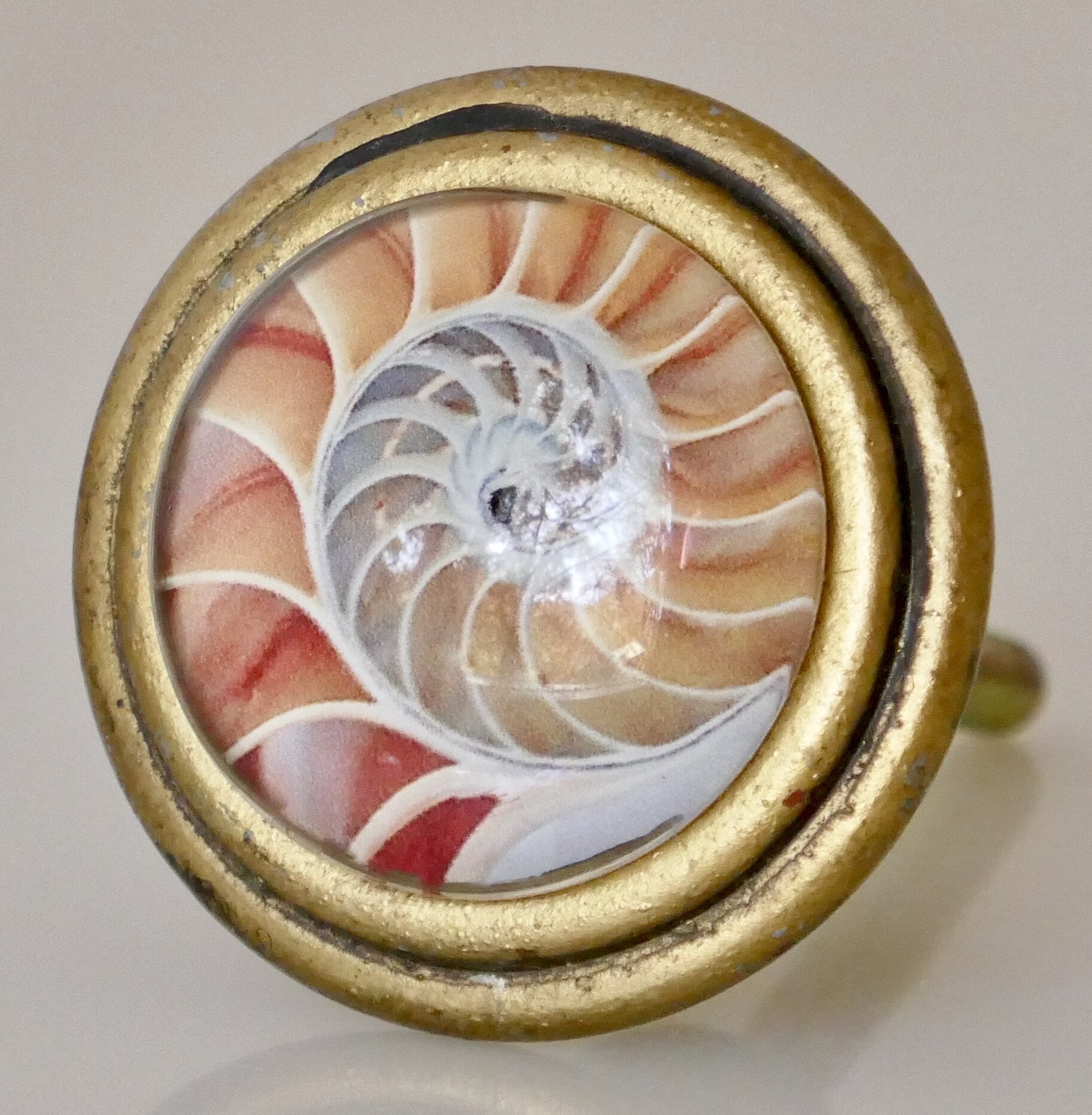 Charleston Knob Company Signature Pink Nautilus Shell Art in Brass Knob &  Reviews