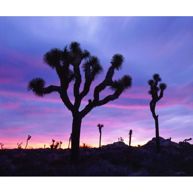 Art sur toile tendue par Talbot Frank, Christopher Gallery: California, Joshua Tree NP at Sunrise, H 15 po x l 17 po