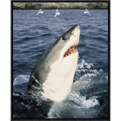 " Great White Shark At Surface, Neptune Islands, Australia "