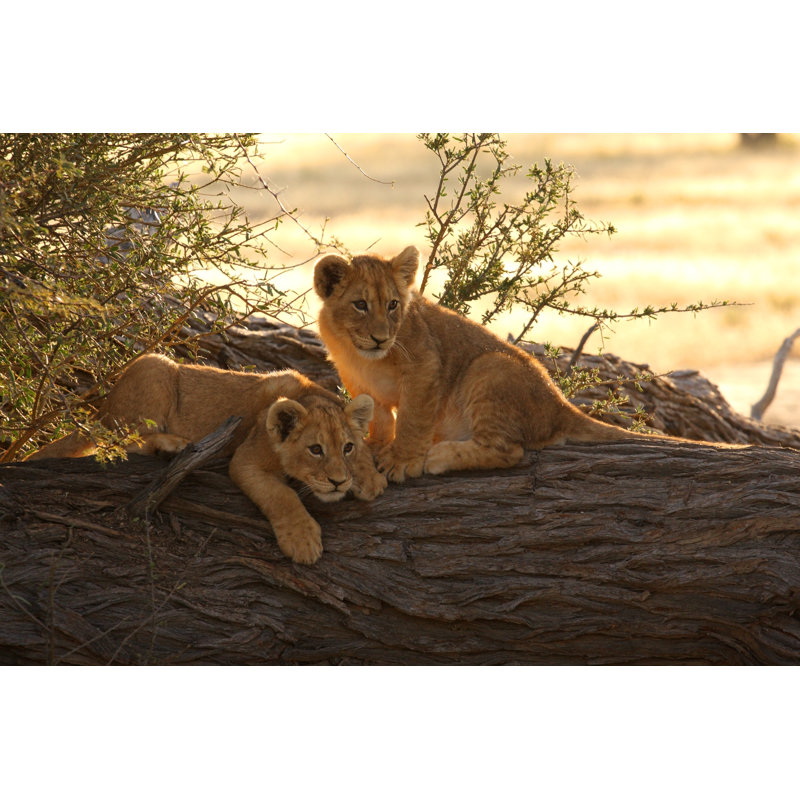 Pair of young lion cubs, 81cm H x 122cm W