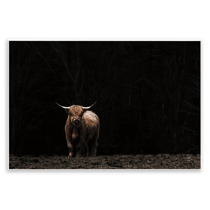  «Dark Contrast Highland Cow» par Nathan Larson, H 10 po x l 15 po