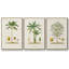 Arbre antique avec fruit II - ensemble de 3 reproductions de photos sur toile-97759685-97759686