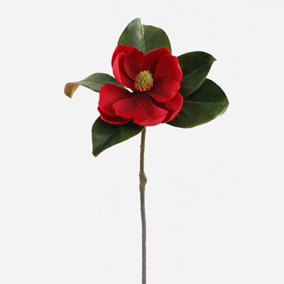 Magnolia rouge cramoisi 24 po