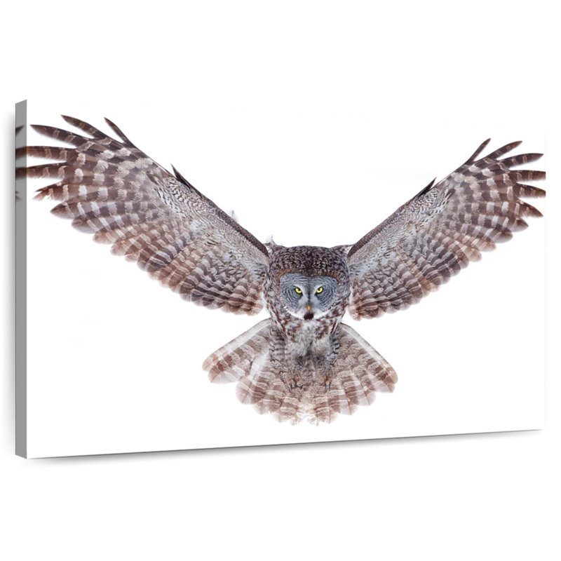 Owl Power, 16" H x 24" W