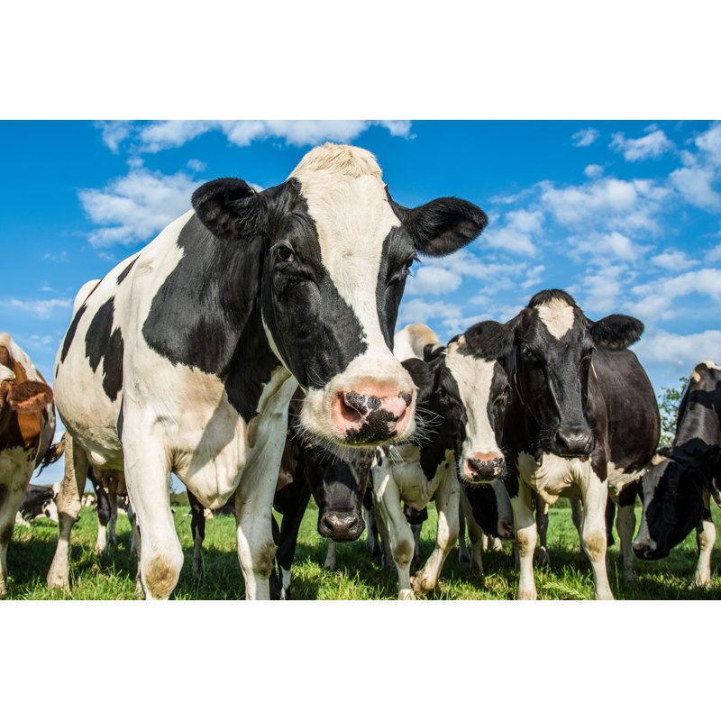 Cows by Stefbennett - Wrapped Canvas Print, 51cm H x 76cm W x 3.8cm D