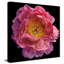 Floral majestueux II - photographie-955685983-955685958