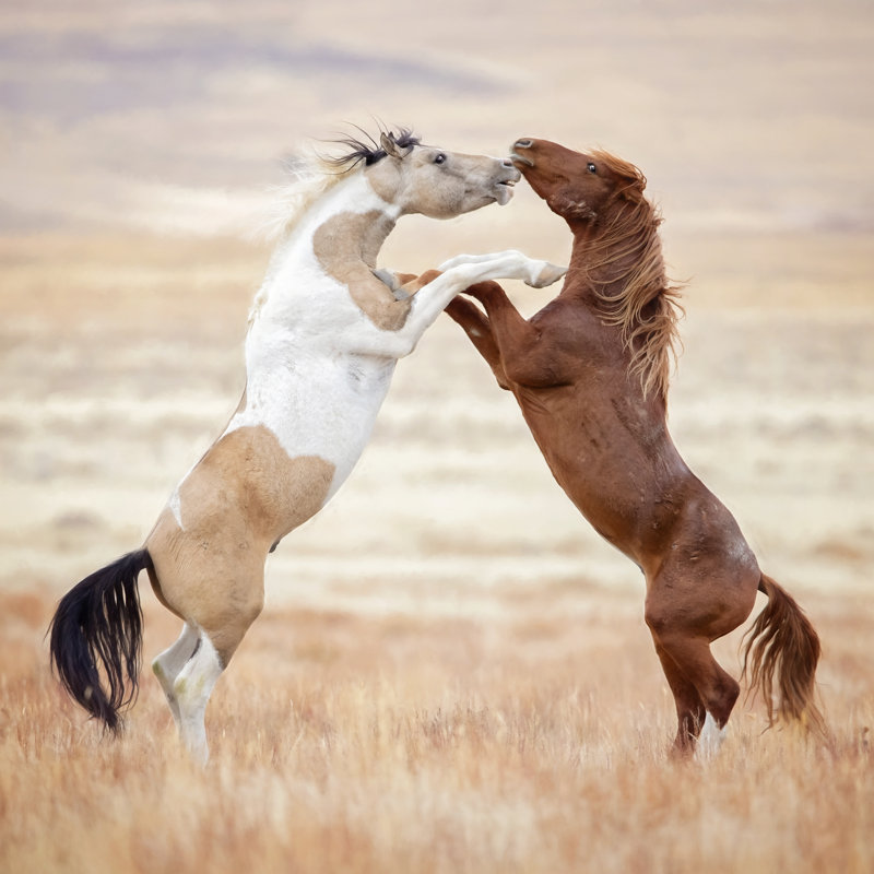 Collection Of Horses VIII by P.H. Burchett - Wrapped Canvas Print, 76cm H x 76cm W