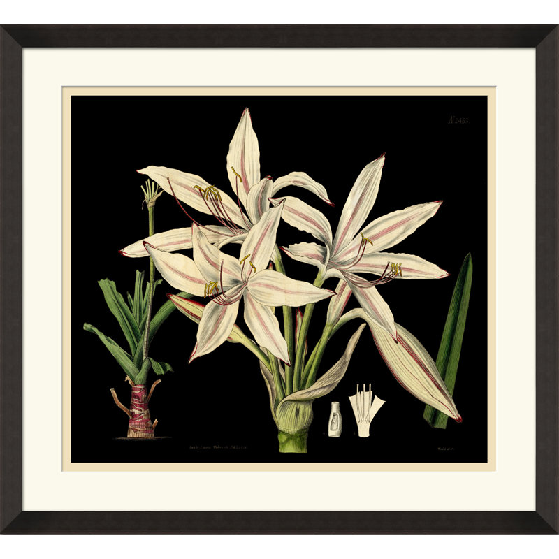 Antique Orchid On Black II Painting