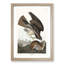Common Buzzard & Rabbit by John Audubon - Picture Frame Painting Print-55686108-55686112