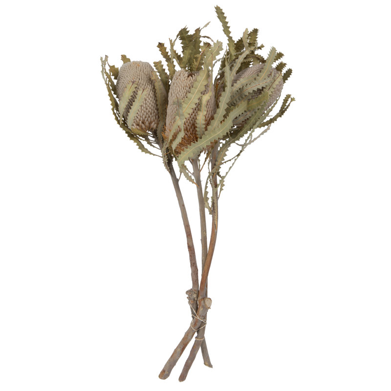 Prionote Banksia 15 à 18 po x 3 po Primrue Natural Botanicals, 3 têtes par unité