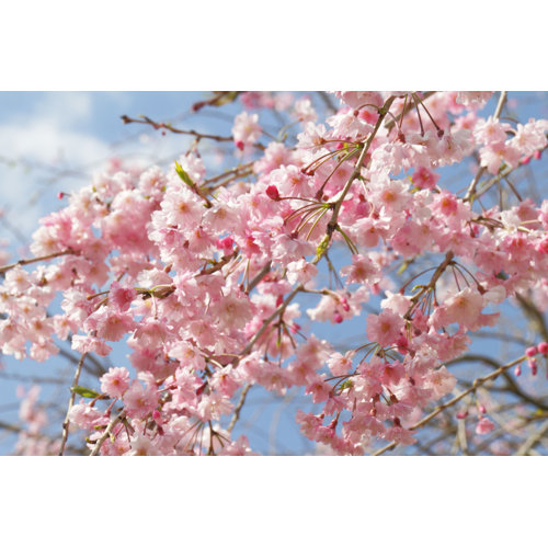 Ebern Designs Japanese Cherry Blossoms On Canvas Print | Wayfair