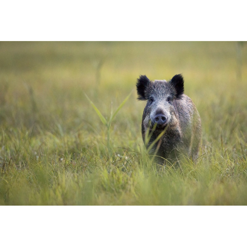 A Wild Boar Looking Straight Ahead In A Field Of Grass by Johan10 - Wrapped Canvas Print, 30.48cm H x 45.72cm W