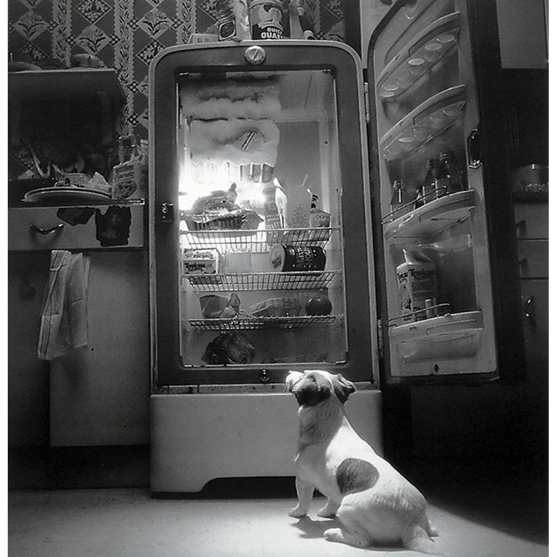 TV Dog, 15" H x 15" W