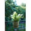 Balcony Planter-72816982