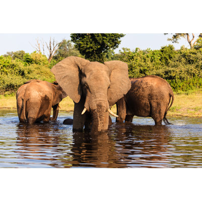 " Three African Elephants " by Pniesen