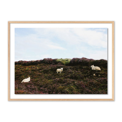 Sheep in Heather Framed Photographic Print