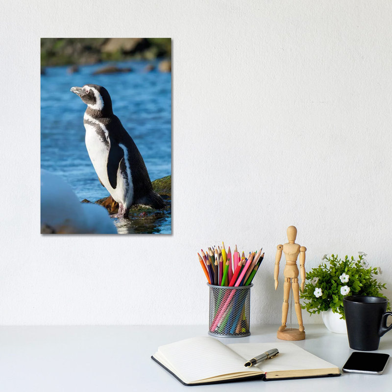 Magellanic Penguin At Rocky Shore, Falkland Islands by Martin Zwick - Wrapped Canvas Print, 20.32 cm H x 30.48 cm W
